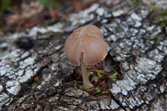 Pluteus semibulbosus