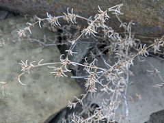 Petrosimonia brachiata