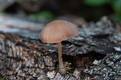 Pluteus semibulbosus