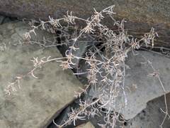 Petrosimonia brachiata