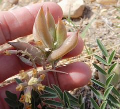 Astragalus lotiflorus
