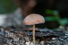 Pluteus semibulbosus