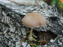 Pluteus semibulbosus