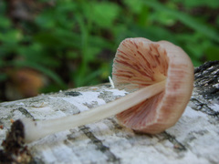 Pluteus semibulbosus
