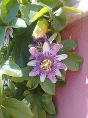 Passiflora alata × caerulea