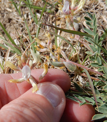 Astragalus lotiflorus