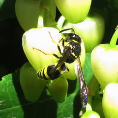 Ancistrocerus longispinosus