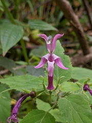 Siphocampylus cordatus