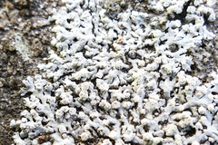 Physcia sorediosa