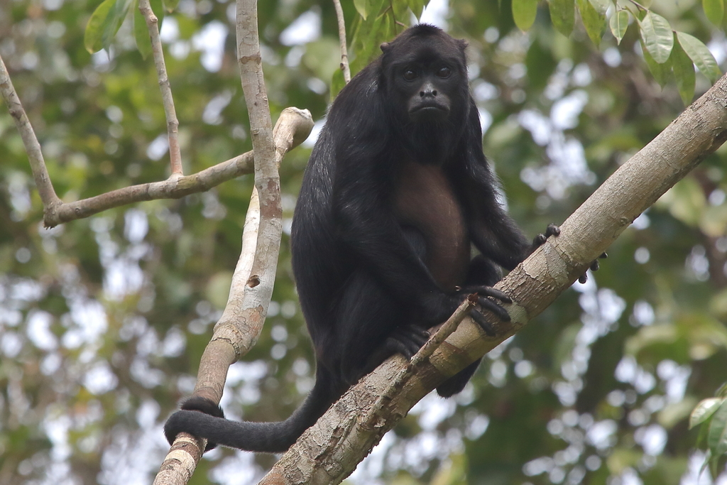 Amazon Black Howler