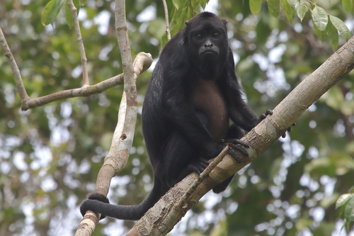 Amazonian Black Howler Monkey