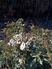 Tournefortia hartwegiana