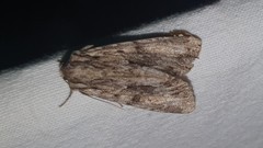 Acronicta auricoma
