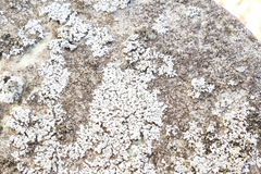 Physcia sorediosa
