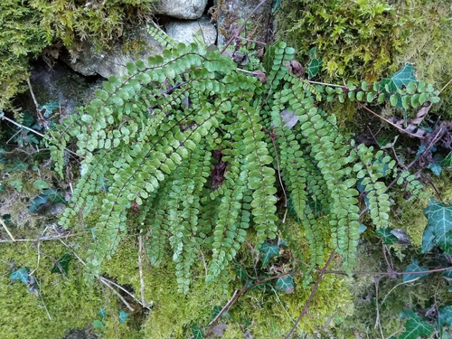Asplenium quadrivalens, photograph 5