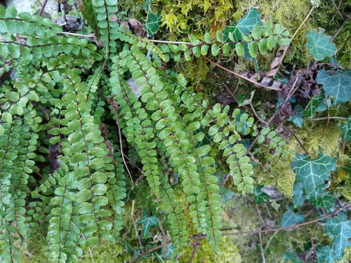 Asplenium quadrivalens, photograph 4