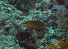 Halichoeres biocellatus