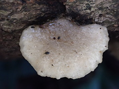 Hohenbuehelia reniformis