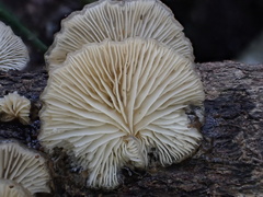 Hohenbuehelia reniformis