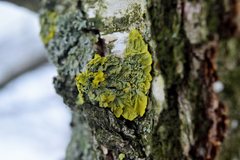 Xanthoria parietina