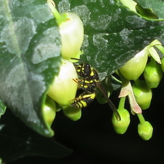 Ancistrocerus longispinosus
