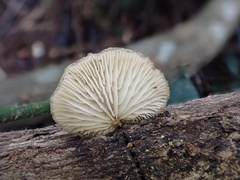 Hohenbuehelia reniformis