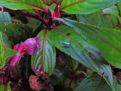 Magnoliopsida