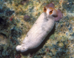 Dermatobranchus piperoides