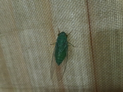 Dundubia
