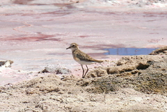 Charadrius pecuarius