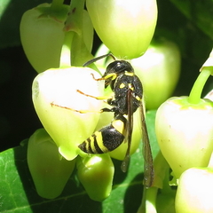 Ancistrocerus longispinosus