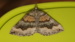 Scotopteryx coelinaria