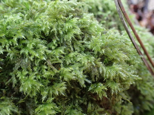 Isothecium myosuroides