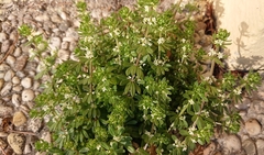 Angiospermae