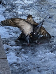 Columba livia domestica
