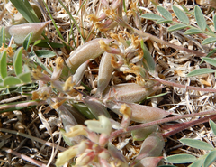 Astragalus lotiflorus