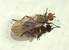 Heleomyzinae