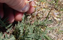 Astragalus lotiflorus