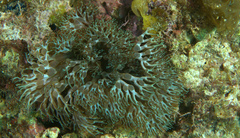 Lebrunia neglecta