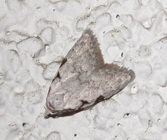 Nola triquetrana