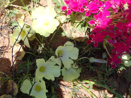 Image of Lapeirousia silenoides by no rights reserved