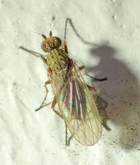 Heleomyzinae