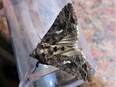 Ctenoplusia limbirena