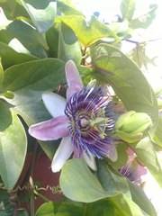 Passiflora alata × caerulea