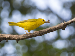 Setophaga petechia