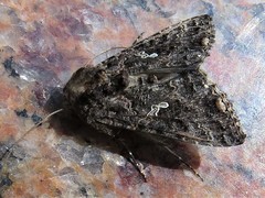 Ctenoplusia limbirena