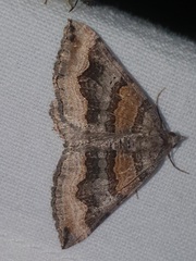 Scotopteryx coelinaria