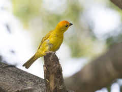 Sicalis flaveola