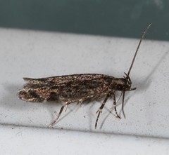 Glauce pectenalaeella