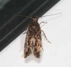 Glauce pectenalaeella